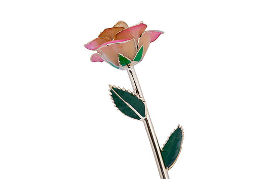 24k Gold Dipped Rose - Peaches and Cream
