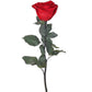 Long Stem Rose - Ruby Red